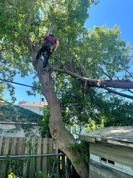 O.C Tree Care Inc.