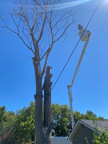 Greystone Tree Service