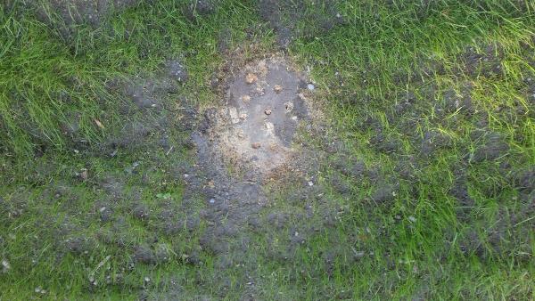 Natural Elements Landscape Design/Build