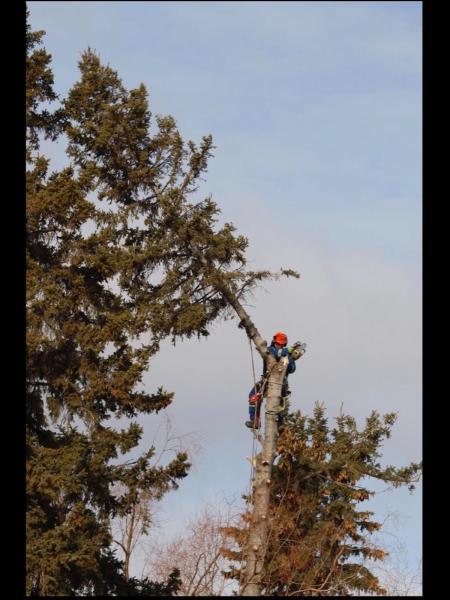 Loraas Tree Service