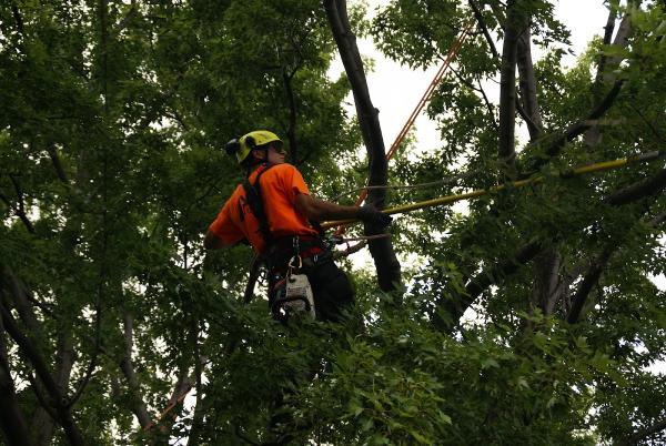 Services d'Arbres Juneau