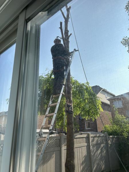 Professional Tree Services