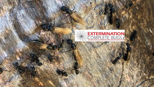 Extermination Complete Bugs Longueuil