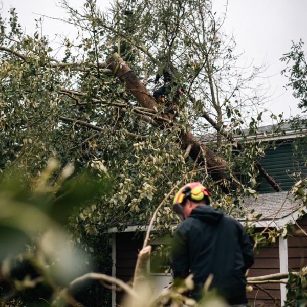 White Wolf Tree Service