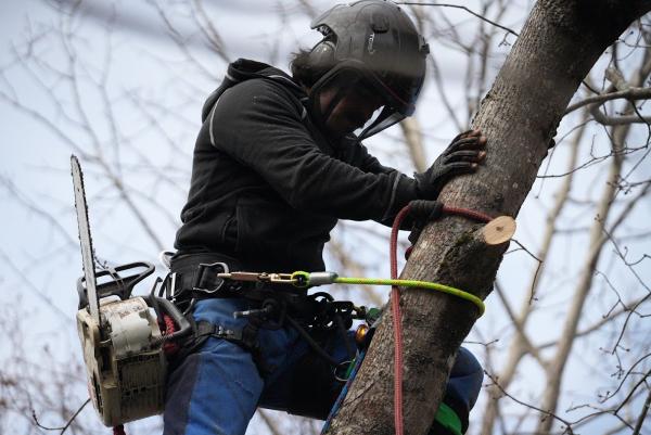 White Wolf Tree Service