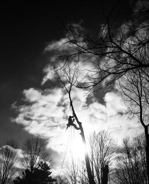 Canopée Service d'Arboriculture