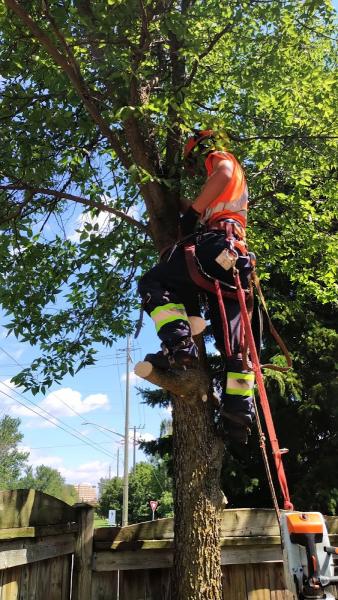 Mason Tree Services