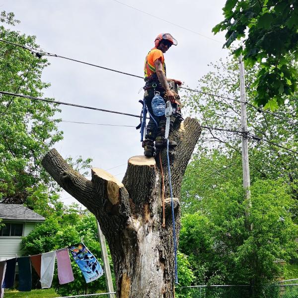 Eagle Lake Tree Service