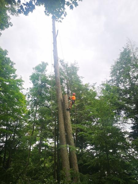 Eagle Lake Tree Service