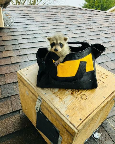 Ontario Wildlife Removal Inc.