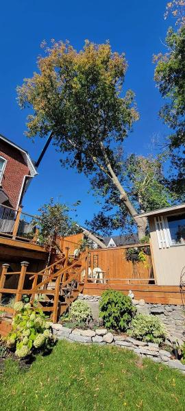 Lupenette Tree Service