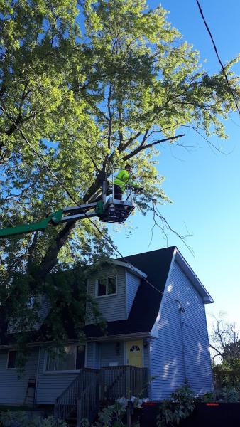 Lupenette Tree Service