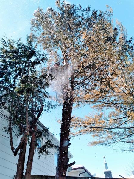 Lupenette Tree Service