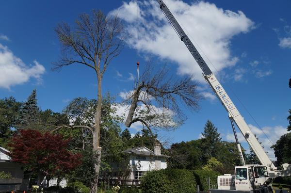 Maple Hill Tree Services