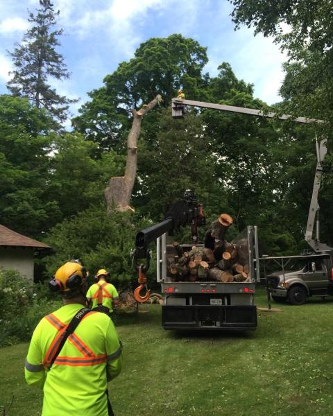 Maple Hill Tree Services