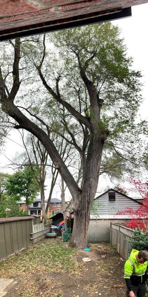 Advanced Tree Care