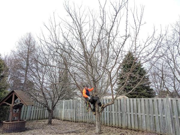 Boreal Tree Service