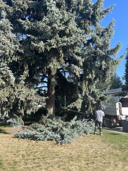 True North Tree Services Inc.