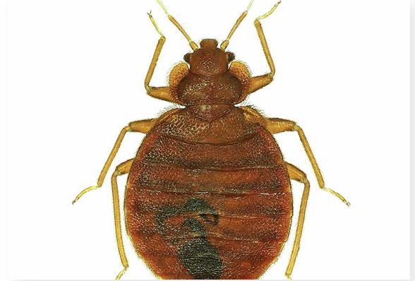 Vancouver Bed Bug