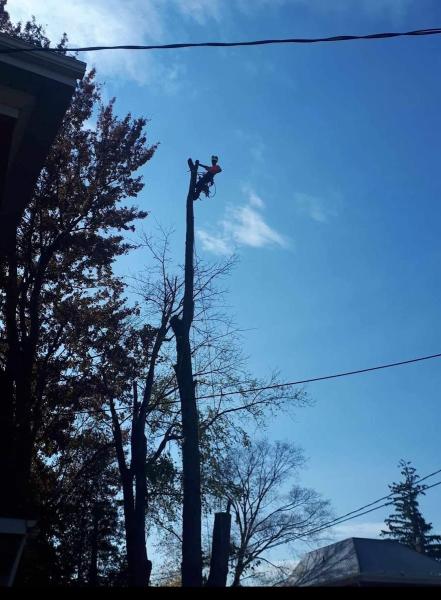 Chester Tree Service