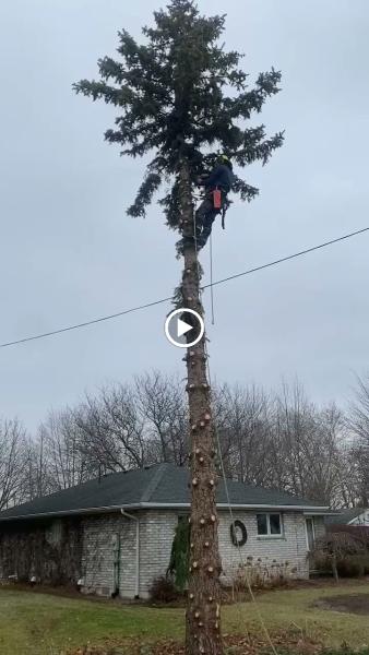 Canopy Crawler Tree Care Inc.