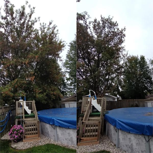 Canopy Crawler Tree Care Inc.