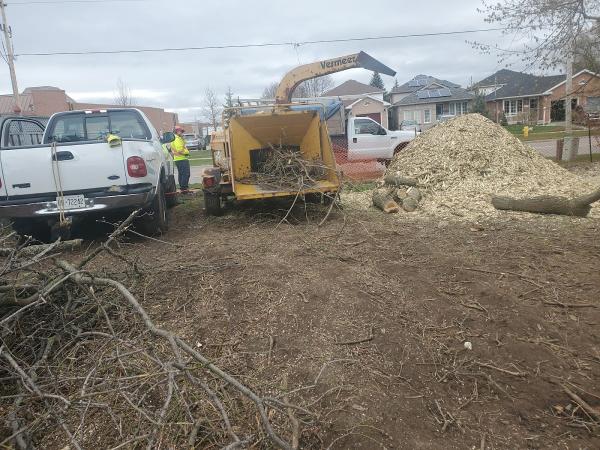 Bourne TO Climb Tree Service