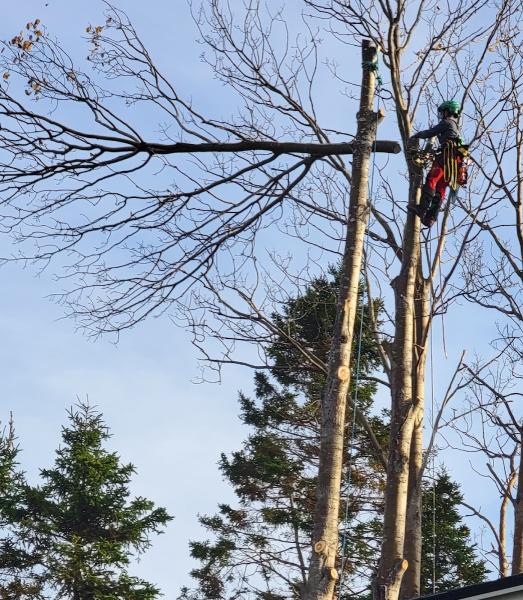 Baker Tree Services