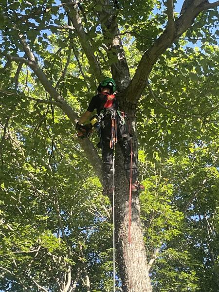 Baker Tree Services