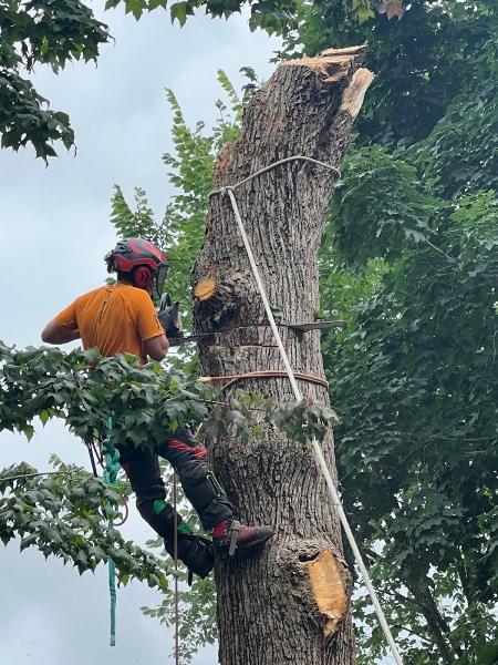 Tree King Ottawa