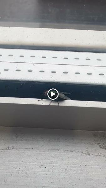 Major Pest Control Red Deer Inc