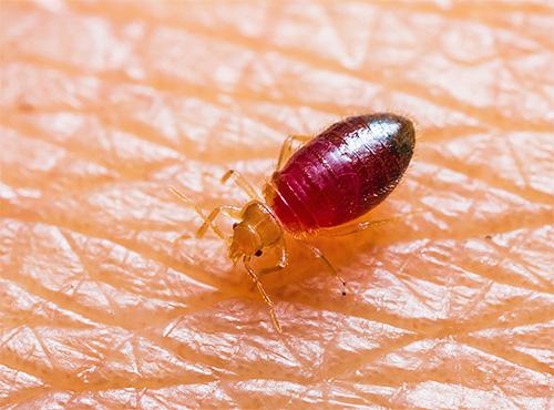 GTA Bed Bug Exterminators