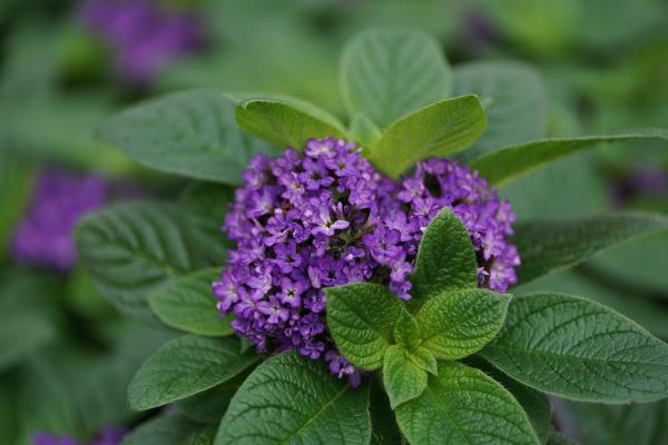 Sandhill Botanicals