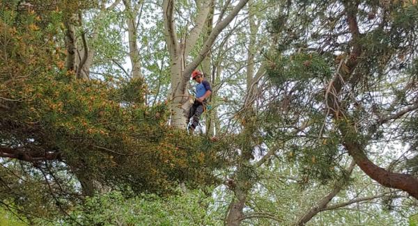 Green Canopy Tree Services