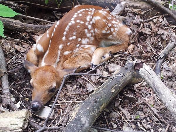 Trap and Truck Wildlife