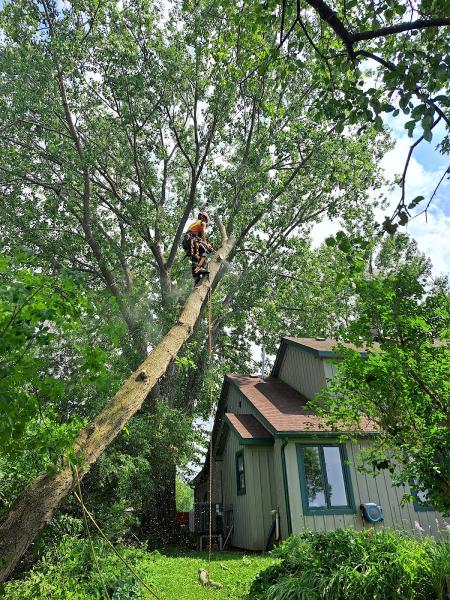 Read Tree Service