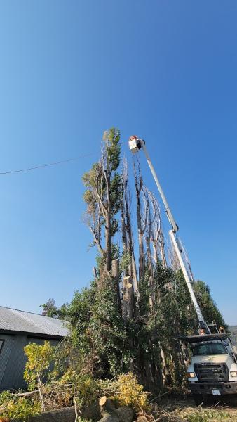 Danger Tree Removal