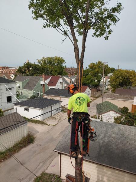 Pine to Palm Tree Service