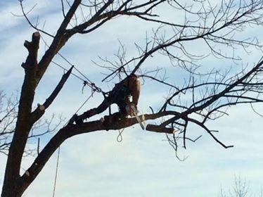 Patty's Tree Service