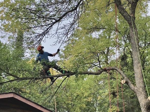 Terra Nova Tree Service