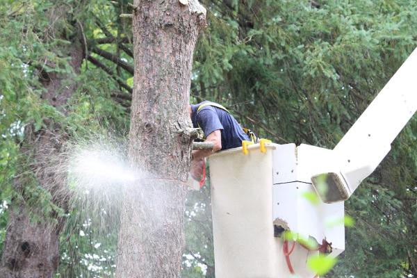 Dickies Tree and Shrub Care