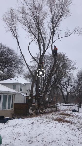 TNT Tree Service Ltd.