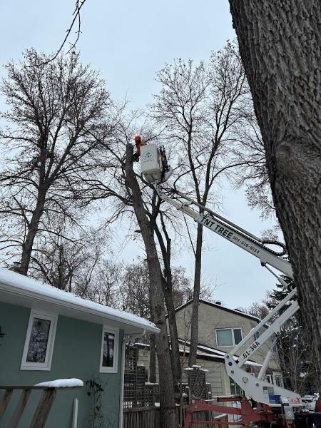 TNT Tree Service Ltd.