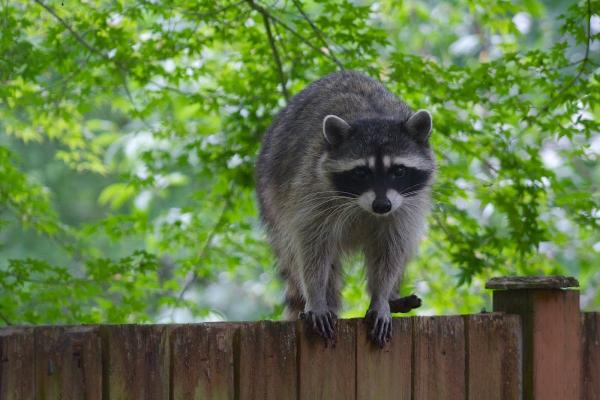 Habitat Wildlife Control