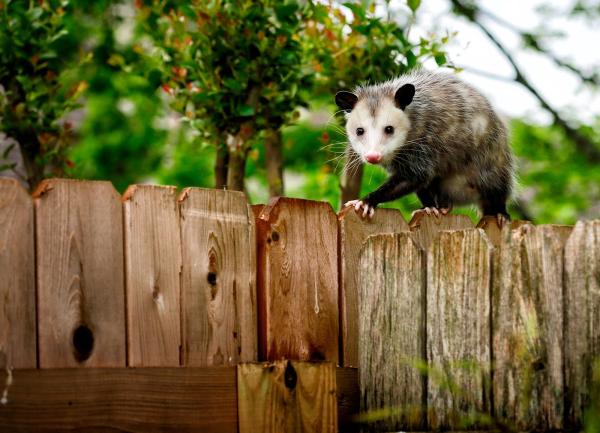 Habitat Wildlife Control