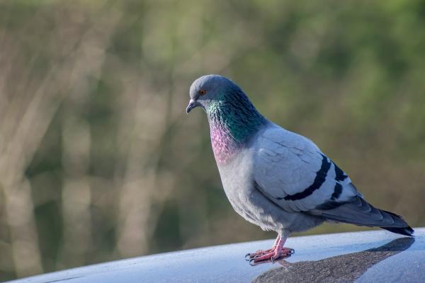 Habitat Wildlife Control