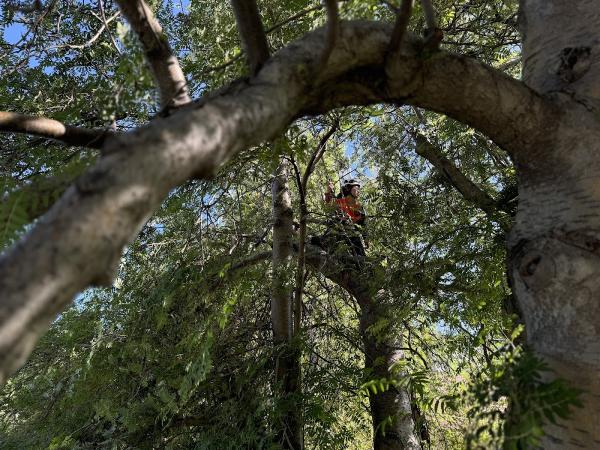 4 Tree Service Ltd.