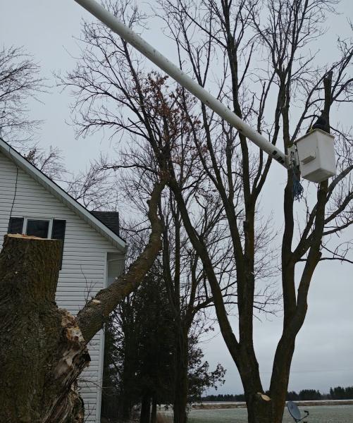 Lakeshore Tree Service