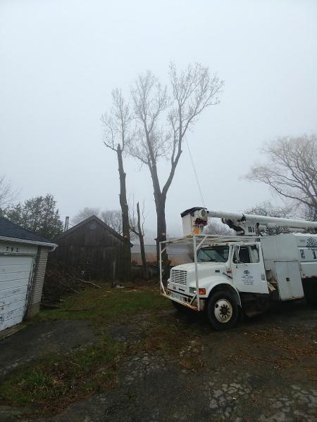 Lakeshore Tree Service