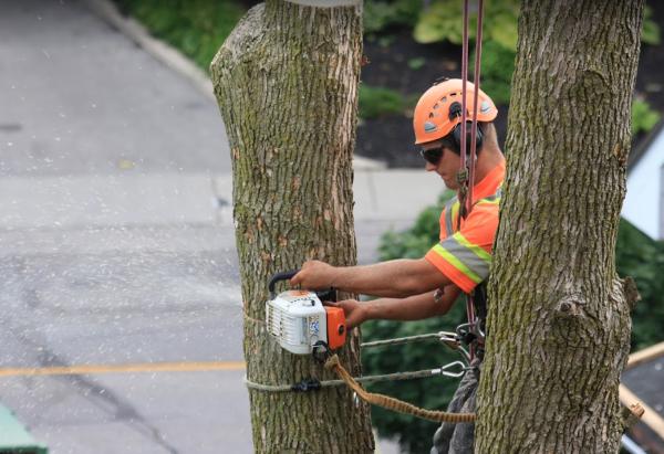 J Carty's Tree Service Ltd